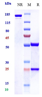 0 - Anti-Amyloid Beta Reference Antibody (Georgetown U. patent anti-Amyloid Beta) APR10775