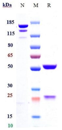 0 - Anti-ANGPT2 Reference Antibody (Roche patent anti-ANG-2) APR10782