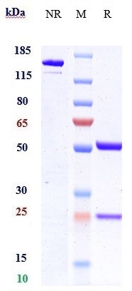 0 - Anti-ANGPTL4 Reference Antibody (Nanyang Tech.U. patent anti-ANGPTL4) APR10783