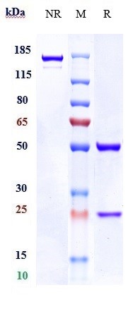 0 - Anti-ANO1 / TMEM16A  Reference Antibody (Novartis patent anti-TMEM16A 	) APR10785