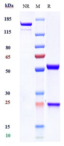 0 - Anti-AXL / UFO Reference Antibody (Tilvestamab-MMAE) APR10788