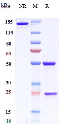 0 - Anti-BACE1 Reference Antibody (Genentech anti-BACE1) APR10791