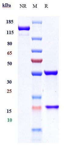 0 - Anti-CA9 / CAIX Reference Antibody (girentuximab-MMAE) APR10795