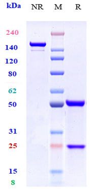 0 - Anti-CCR7 / CD197 Reference Antibody (R707) APR10798