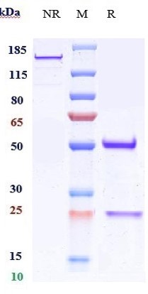 0 - Anti-CD151 Reference Antibody (Pierre Fabre patent anti-CD151) APR10799