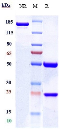 0 - Anti-CD19 Reference Antibody (Duke U. patent anti-CD19) APR10800
