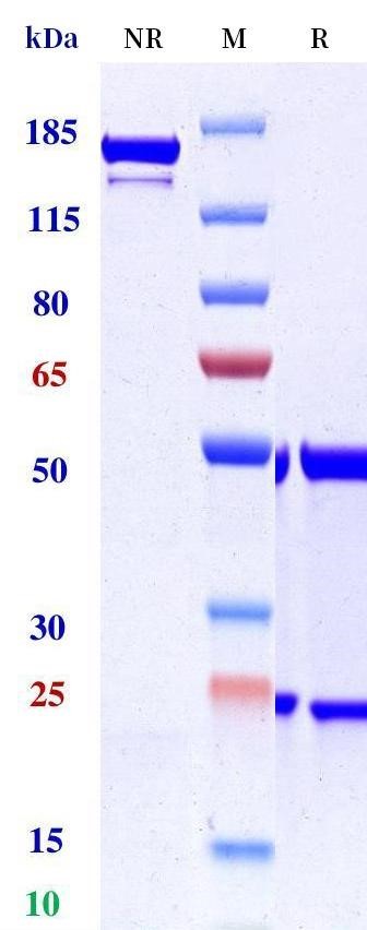 0 - Anti-CD20 / MS4A1 Reference Antibody (ibritumomab) APR10802