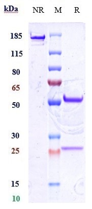 0 - Anti-CD34 Reference Antibody (ITRI patent anti-CD34) APR10804