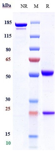 0 - Anti-CD4 Reference Antibody (TRX1) APR10806