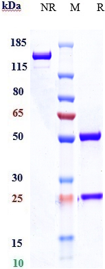 0 - Anti-CD47 Reference Antibody (magrolimab) APR10807