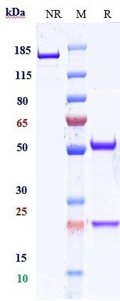 0 - Anti-CD47 Reference Antibody (urabrelimab) APR10808