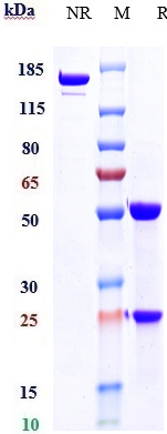 0 - Anti-CD52 Reference Antibody (alemtuzumab) APR10811