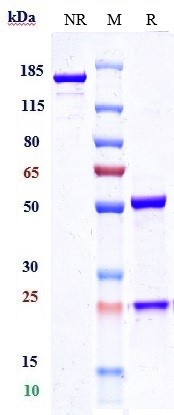0 - Anti-CD52 Reference Antibody (gatralimab) APR10812