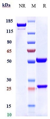 0 - Anti-CD6 Reference Antibody (itolizumab) APR10815