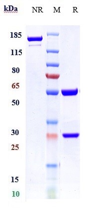 0 - Anti-CD74 Reference Antibody (milatuzumab) APR10818