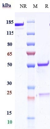 0 - Anti-CD83 Reference Antibody (Genentech patent anti-CD83) APR10820