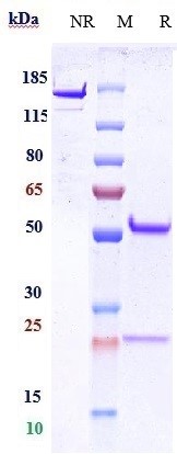 0 - Anti-CD9 Reference Antibody (Genentech patent anti-CD9) APR10821