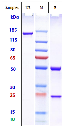 0 - Anti-Cdiff Toxin A Reference Antibody (actoxumab) APR10824