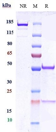 0 - Anti-CEACAM1 / CD66a Reference Antibody (Chaim Sheba Med. Cntr. patent anti-CEACAM1) APR10825