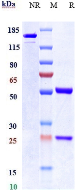 0 - Anti-CEACAM6 / CD66c Reference Antibody (NEO-201) APR10829