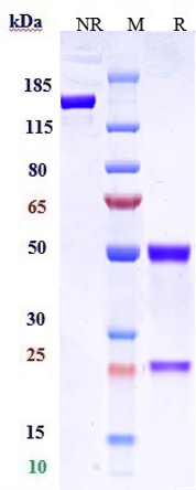 0 - Anti-CLDN6 Reference Antibody (AB1-11) APR10832