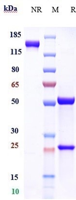 0 - Anti-Clusterin Reference Antibody (AB-16B5) APR10839