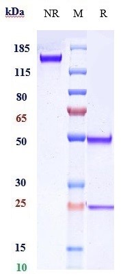 0 - Anti-Complement C5 Reference Antibody (crovalimab) APR10840