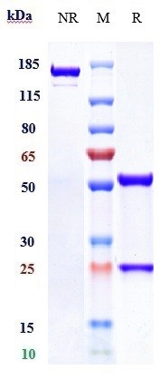 0 - Anti-Complement C5 Reference Antibody (lendalizumab) APR10841