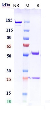 0 - Anti-Complement C5 Reference Antibody (pozelimab) APR10842
