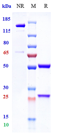 0 - Anti-Complement C5 Reference Antibody (vilobelimab) APR10843