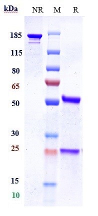 0 - Anti-Complement Factor P / Properdin Reference Antibody (Novelmed patent anti-Properdin) APR10847
