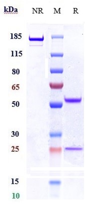 0 - Anti-c-RET Reference Antibody (Regeneron patent anti-RET) APR10848