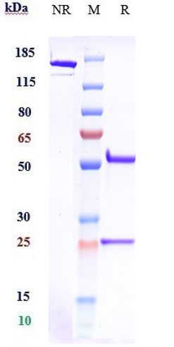 0 - Anti-CSF1R / M-CSFR / CD115 Reference Antibody (emactuzumab) APR10851