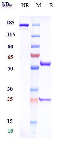0 - Anti-CSF2 / GM-CSF Reference Antibody (gimsilumab) APR10853