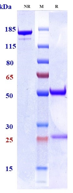 0 - Anti-CSF2 / GM-CSF Reference Antibody (Theraclone patent anti-GM-CSF) APR10856