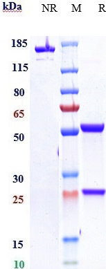 0 - Anti-CSF3R / G-CSFR Reference Antibody (CSL patent anti-G-CSFR) APR10858