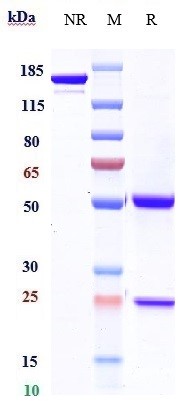0 - Anti-CTLA-4 / CD152  Reference Antibody (ipilimumab) APR10859