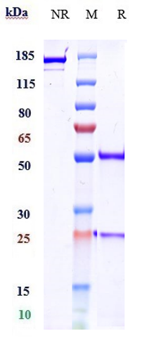 0 - Anti-CTLA-4 / CD152  Reference Antibody (zalifrelimab) APR10860