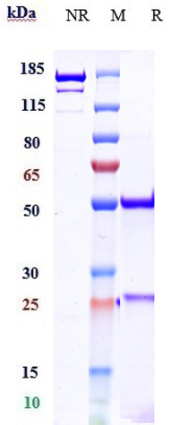 0 - Anti-CTLA-8 / IL-17a Reference Antibody (CAT-2200) APR10862