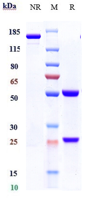 0 - Anti-CTLA-8 / IL-17a Reference Antibody (ixekizumab) APR10863
