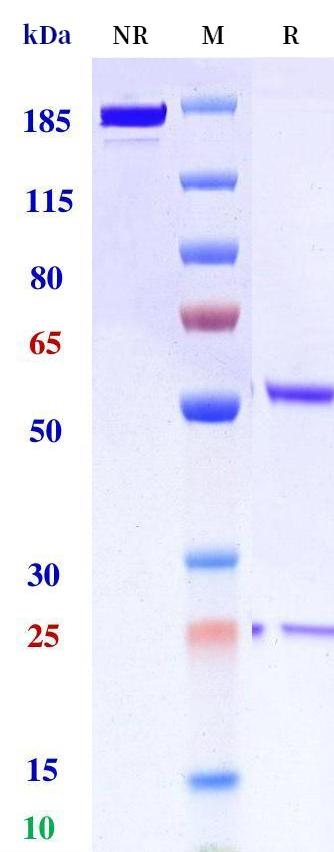 0 - Anti-IL-17 / IL-17A / CTLA-8 Reference Antibody (Xeligekimab) APR10866