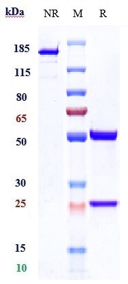 0 - Anti-CTSS / Cathepsin S Reference Antibody (Fsn0503h) APR10867