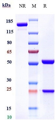 0 - Anti-CX3CL1 / Fractalkine Reference Antibody (quetmolimab) APR10868