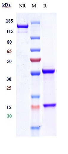 0 - Anti-CYR61 / CCN1 Reference Antibody (Roche patent anti-CCN1) APR10877