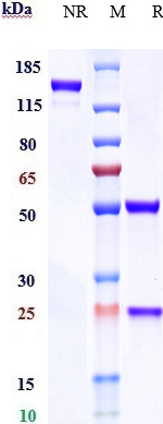 0 - Anti-DC-SIGN / CD209 Reference Antibody (INSERM patent anti-DC-SIGN) APR10878