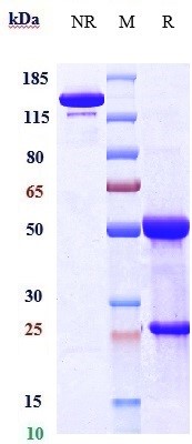 0 - Anti-DLL3 Reference Antibody (Dragonfly patent anti-DLL3) APR10882