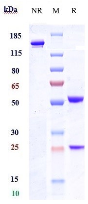 0 - Anti-DPEP3 Reference Antibody (tamrintamab) APR10884