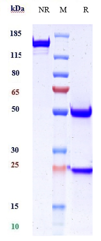 0 - Anti-DSG3 Reference Antibody (Forerunner patent anti-DSG3) APR10885