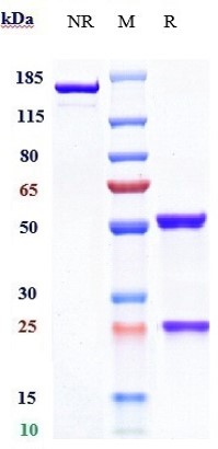 0 - Anti-EMMPRIN / CD147 Reference Antibody (Centocor patent anti-CD147) APR10887