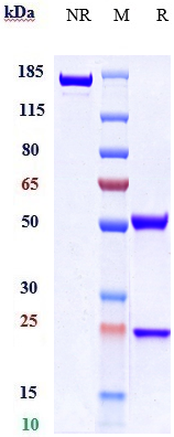 0 - Anti-EphB2 Reference Antibody (Genentech patent anti-EphB2) APR10889